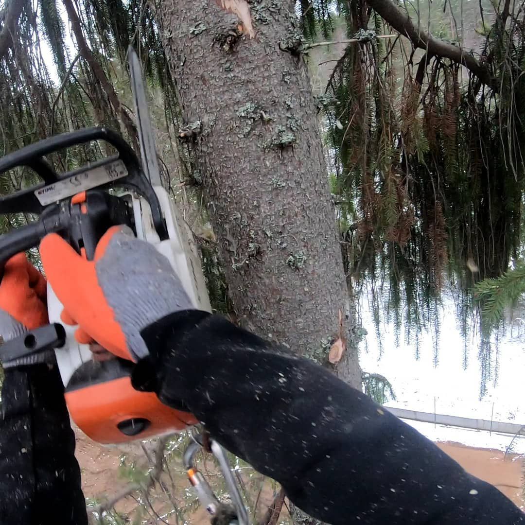 Профессиональная валка и спил деревьев в Санкт-Петербурге и Ленинградской области
